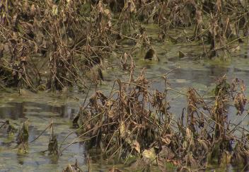 Difficult year for Louisiana agriculture 